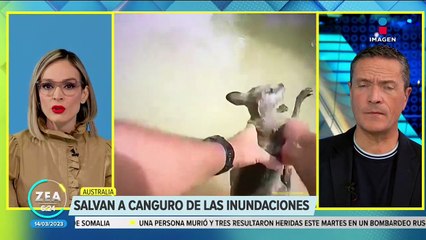VIDEO: Policías salvan a canguro de las inundaciones en Australia