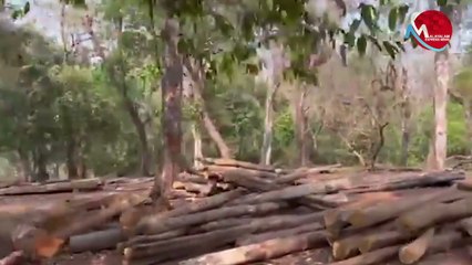 നിലമ്പൂർ തേക്കിൻകാട്ടിൽ മരങ്ങൾ വിൽപ്പനക്കായി മുറിച്ച്‌ അട്ടിയിട്ടിരിക്കുന്നു