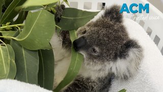 Feeding time at Port Stephens Koala Hospital