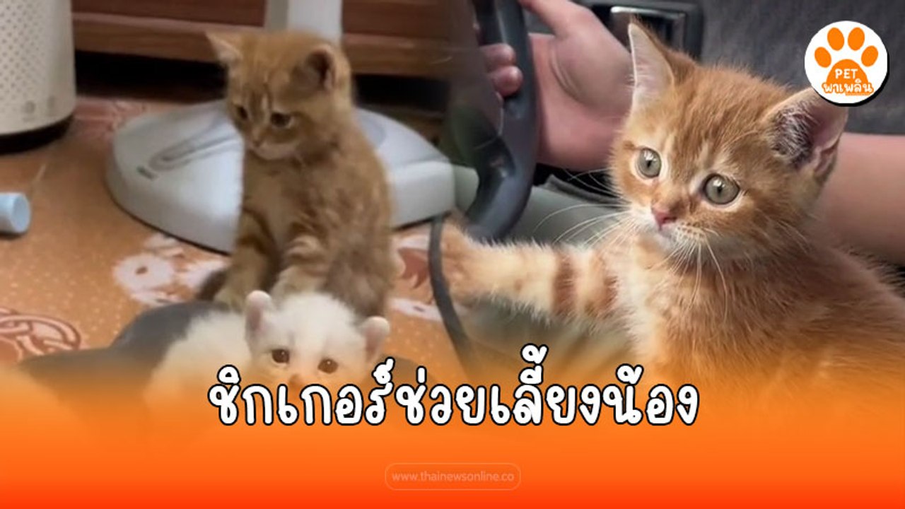 เมื่อให้ชิกเกอร์อายุ 2เดือน ช่วยเลี้ยงน้องอายุ 1 เดือน