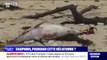 De nombreux cadavres de dauphins retrouvés sur les plages des Landes