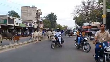 पशुओं ने सड़कों पर निकलना किया दूभर...देखें वीडियो