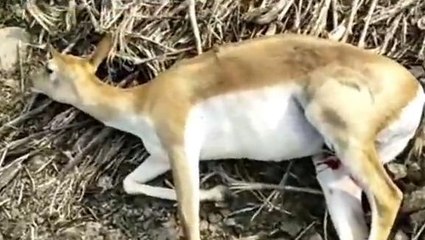 शाजापुर: अज्ञात वाहन ने हिरणों को मारी टक्कर, दो की मौत