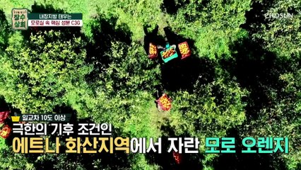 몸속 내장지방을 태우는 『 모로실의 핵심 성분인 C3G 』 TV CHOSUN 20230315 방송