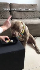 He Waits Patiently For His Snack