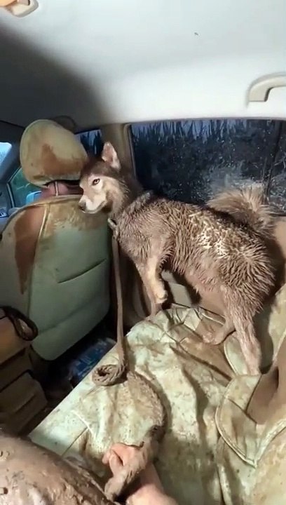 Retour de balade par temps pluvieux... le maitre et le chien couverts de boue