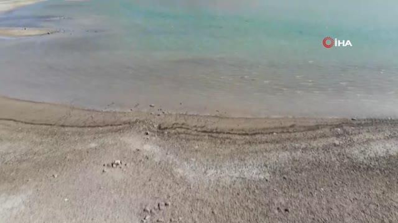 Büyükçekmece Baraj Gölü çekildi, balıkların olduğu yerde koyunlar otluyor