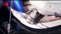 Nesli tükenme tehlikesi altında Akdeniz foku tekneye sığındı