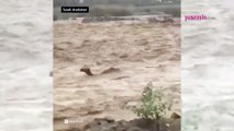 Suudi Arabistan'da sel felaketi yaşandı! Sel sularına kapılan develer...
