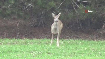 Hava sıcakları yükselince geyikler köylere indi