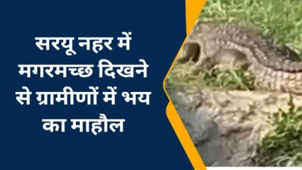 बहराइच: सरयू नहर में दिखे दो मगरमच्छ, वीडियो हुआ सोशल मीडिया पर वायरल