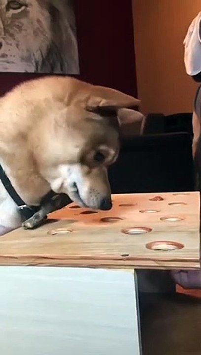 Funny dog videos