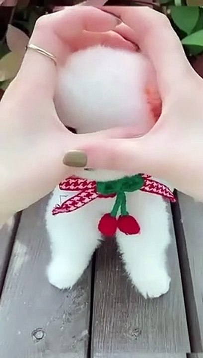 Cute dogs
