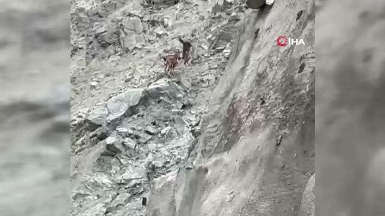 Dağ keçilerinin uçurum kenarında üstünlük kurma mücadelesi böyle görüntülendi