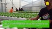 Program Petani Milenial Kembangkan Agrowisata Melalui Smart Green House