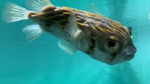 The Tokyo Sea Life Park