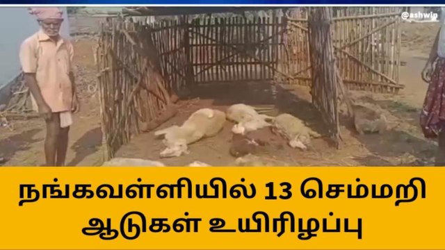 மேட்டூர்: மர்ம விலங்கு கடித்ததில் 13 செம்மறி ஆடுகள் பலி!