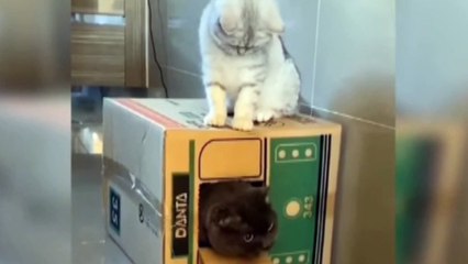 Baby Cats - Cute And Funny Cat Video #funnyvideo #funnyanimal #chhotuawasthi