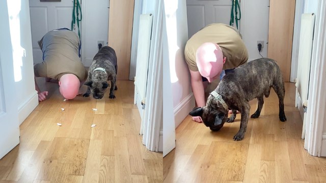 Cute Frenchie celebrates his 'adoptaversary' by defeating dad in an eating race!
