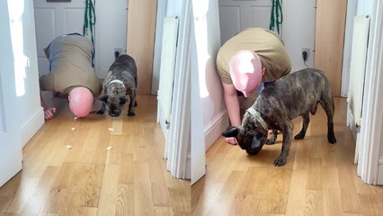 Cute Frenchie celebrates his 'adoptaversary' by defeating dad in an eating race!