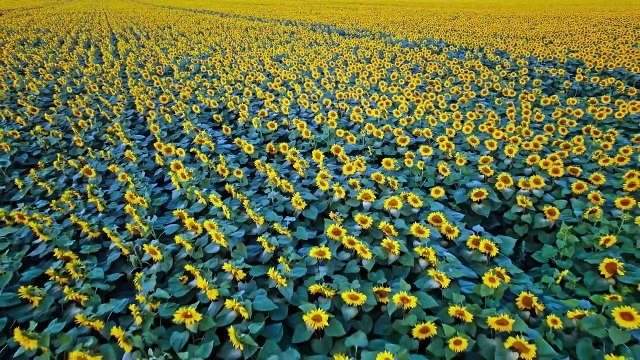 Peaceful Relaxing Music - Soothing Instrumental Music, Stress Relief, Claming Music, Sleep Music