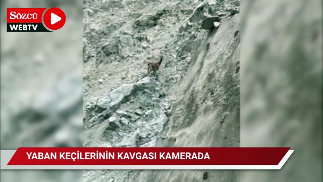 Yaban keçilerinin dövüşü telefon cep telefonuyla görüntülendi
