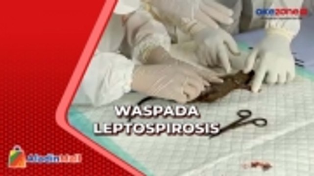 Dinkes Temukan Sebaran Tikus dengan Bakteri Leptospira di Tulungagung