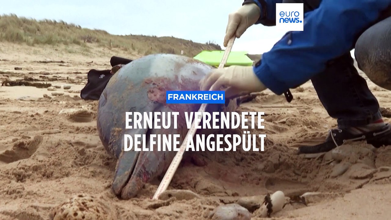Französische Atlantikküste: Seit Samstag 200 verendete Delfine angespült