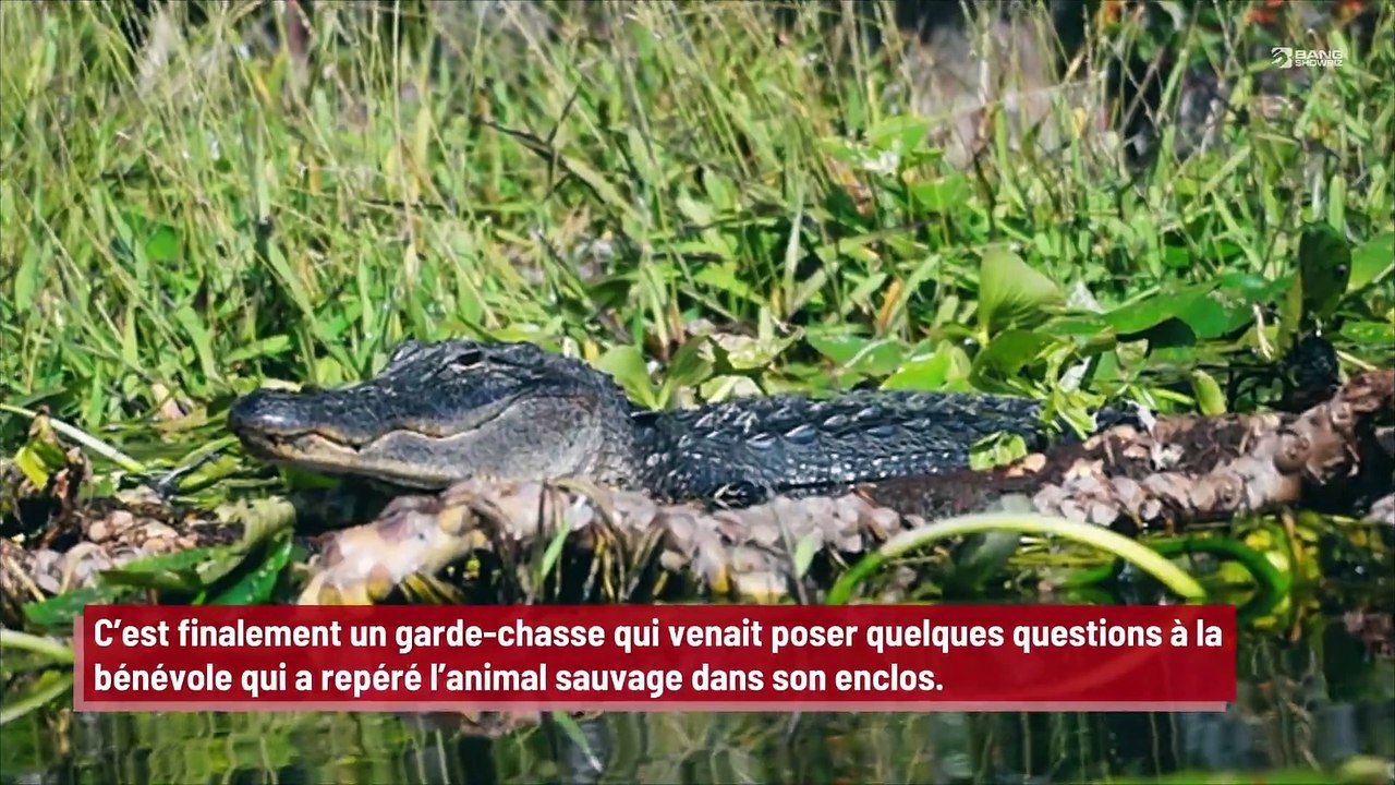 Une femme vole un oeuf d’alligator dans un zoo avant que l’animal ne soit retrouvé 20 après !