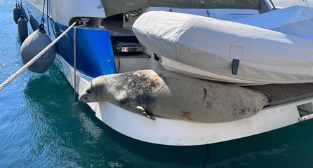 Didim’de marinada Akdeniz foku görüldü
