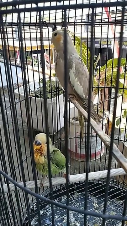 Cockatiel