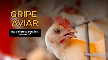 Gripe aviar: ¿Es peligrosa para los humanos?