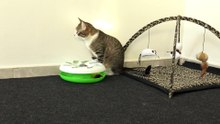 Cat Gets a New Roundabout Toy