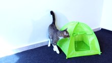 Cat Gets a New Tent as a Present