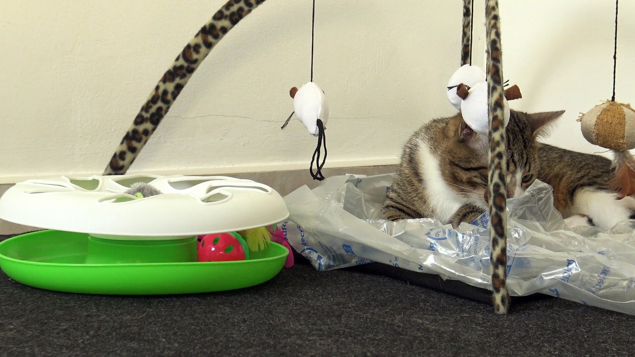 Cat Is Happy with His New Toys video Dailymotion