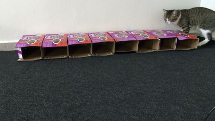 Cat Is Startled by Toy