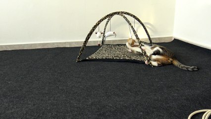 Cat Loves Playing with His New Toy