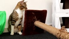 Cute Tabby Cat Attacks Shoe Lace