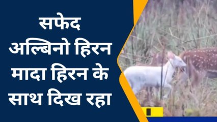 यूपी के इस जंगल में दिखा दुर्लभ सफ़ेद हिरन, पर्यटकों में ख़ुशी की लहर
