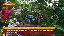 Precio de la yerba mate: productores piden 120 pesos el kilo