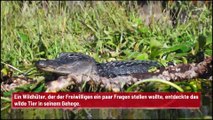 Frau stiehlt Alligator-Ei aus Zoo: 20 Jahre später wird das Tier gefunden