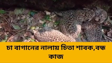 চা বাগানে এবার চিতা শাবক