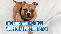 Two dogs waiting to be adopted at Preston RSPCA as part of our Give a Dog a Home campaign