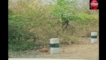 झालावाड़ में इस जगह फिर नजर आया पैंथर