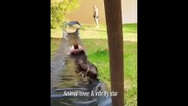 Cat And  Dog Funny Video | Cat Dog Fight | Cat And Dog Animal Comedy | Cat And Dog Video