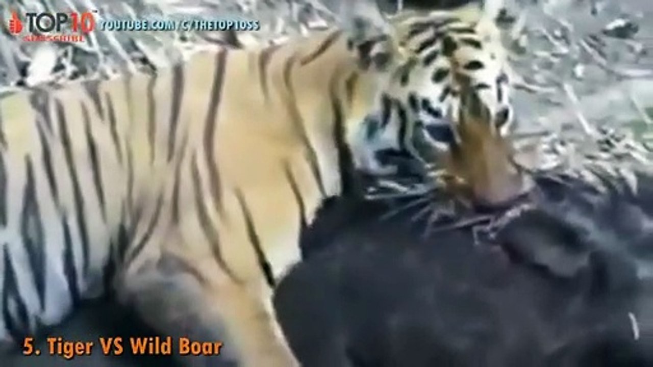 THE TOP 10    TOP 10 TIGER ATTACKS    Tiger vs Lion, Tiger, Buffalo, Bear, Wild Boar, Python.. (2)