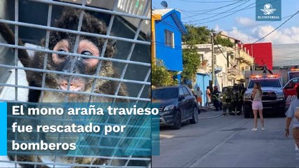 Mono araña provoca incendio en casa al columpiarse en cables de media tensión