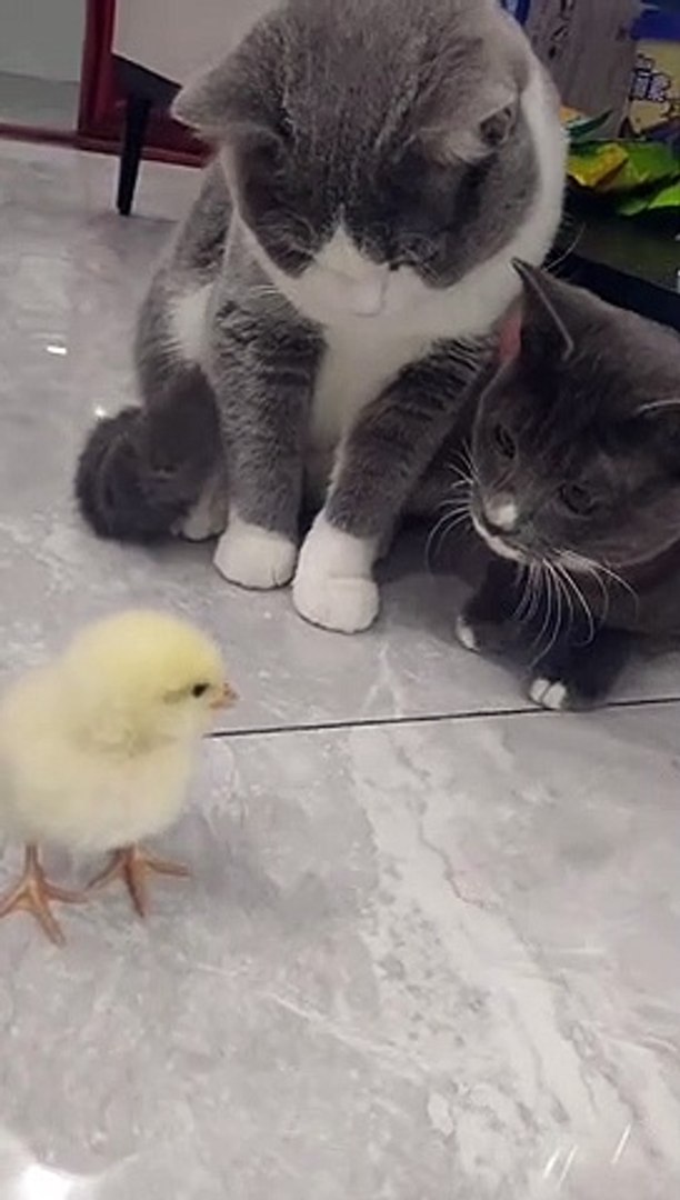 ⁣Curious cat cat
