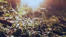 78.Footage nature cinematic video  - Cinematic sinar matahari pagi