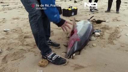 Golfinhos mortos dão à costa em França
